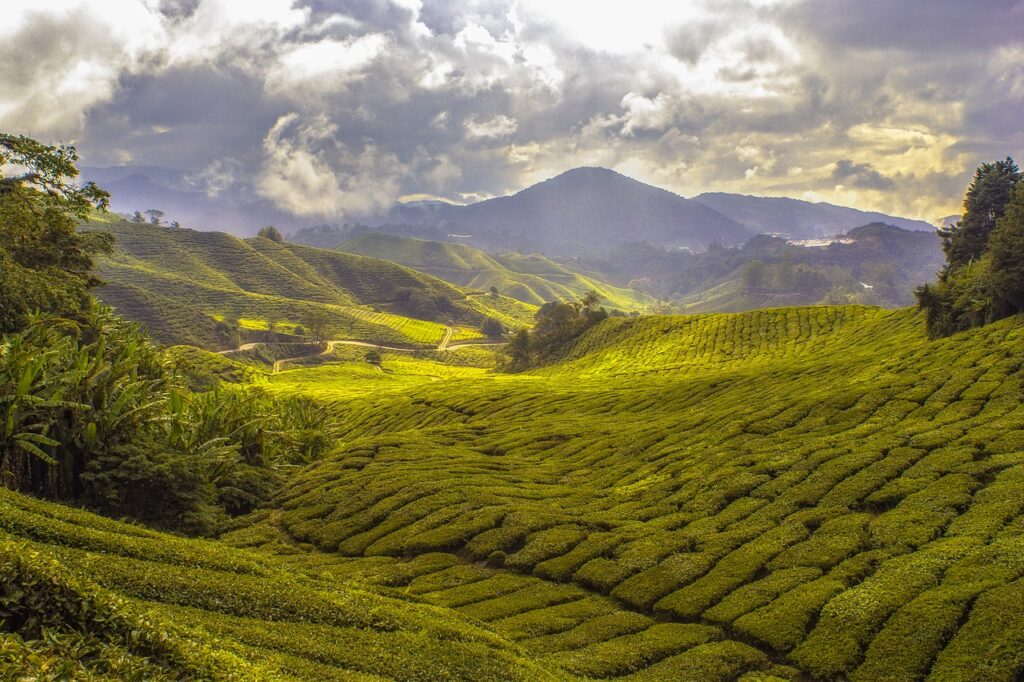 agriculture, tea plantation, cropland-1846649.jpg